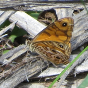 Geitoneura acantha at Cotter River, ACT - 21 Mar 2022