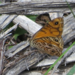 Geitoneura acantha at Cotter River, ACT - 21 Mar 2022 03:41 PM