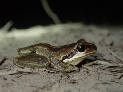 Litoria verreauxii by Laserchemisty