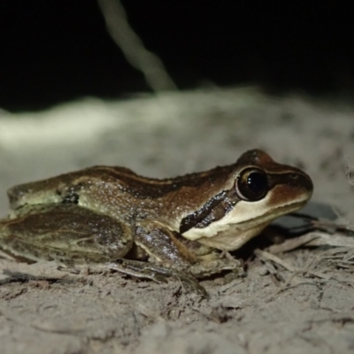 Litoria verreauxii by Laserchemisty