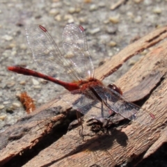 Diplacodes bipunctata (Wandering Percher) at Gordon Pond - 23 Mar 2022 by RodDeb