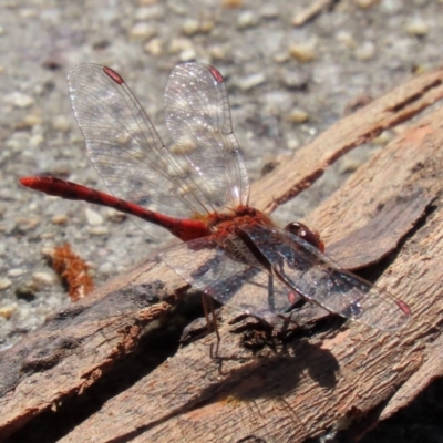 Diplacodes bipunctata (Wandering Percher) at Gordon, ACT - 23 Mar 2022 by RodDeb