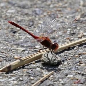 Diplacodes bipunctata at Gordon, ACT - 23 Mar 2022