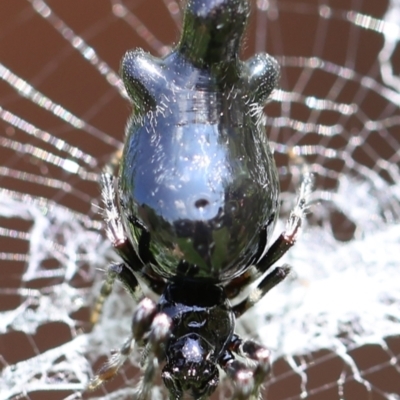 Cyclosa trilobata (Three-lobed spider) at Monash, ACT - 21 Mar 2022 by debhart