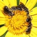 Lasioglossum (Chilalictus) lanarium at Evatt, ACT - 4 Feb 2022