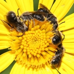 Lasioglossum (Chilalictus) lanarium (Halictid bee) at Evatt, ACT - 4 Feb 2022 by TimL