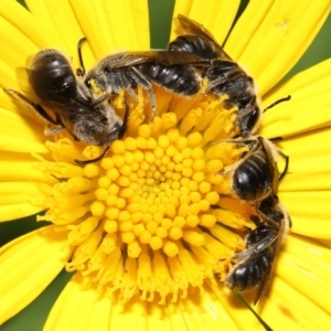 Lasioglossum (Chilalictus) lanarium at Evatt, ACT - 4 Feb 2022