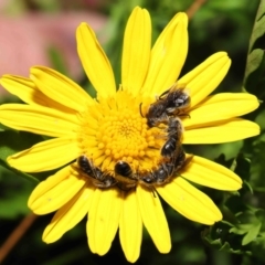 Lasioglossum (Chilalictus) lanarium at Evatt, ACT - 4 Feb 2022