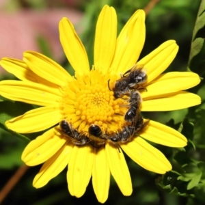 Lasioglossum (Chilalictus) lanarium at Evatt, ACT - 4 Feb 2022