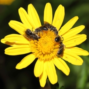 Lasioglossum (Chilalictus) lanarium at Evatt, ACT - 4 Feb 2022 07:18 PM