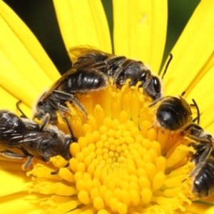 Lasioglossum (Chilalictus) lanarium at Evatt, ACT - 4 Feb 2022 07:18 PM