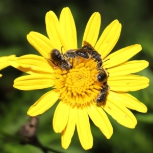 Lasioglossum (Chilalictus) lanarium at Evatt, ACT - 4 Feb 2022 07:18 PM