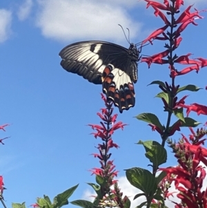 Papilio aegeus at Bellmount Forest, NSW - 23 Mar 2022 01:48 PM