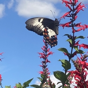 Papilio aegeus at Bellmount Forest, NSW - 23 Mar 2022