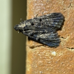 Epipaschiinae (subfamily) (A Pyralid moth) at Jerrabomberra, NSW - 22 Mar 2022 by Steve_Bok