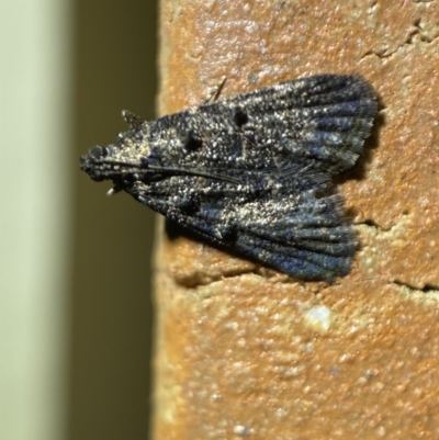 Epipaschiinae (subfamily) (A Pyralid moth) at Jerrabomberra, NSW - 23 Mar 2022 by SteveBorkowskis