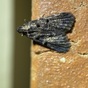 Epipaschiinae (subfamily) at Jerrabomberra, NSW - suppressed