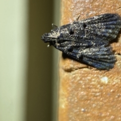 Epipaschiinae (subfamily) at Jerrabomberra, NSW - 23 Mar 2022