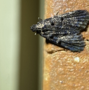 Epipaschiinae (subfamily) at Jerrabomberra, NSW - suppressed