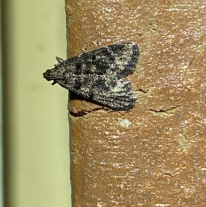 Epipaschiinae (subfamily) at Jerrabomberra, NSW - 23 Mar 2022