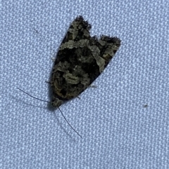Asthenoptycha sphaltica and nearby species at Jerrabomberra, NSW - 22 Mar 2022 by Steve_Bok