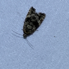 Asthenoptycha sphaltica and nearby species at Jerrabomberra, NSW - 23 Mar 2022