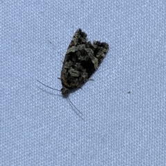 Asthenoptycha sphaltica and nearby species at Jerrabomberra, NSW - 23 Mar 2022