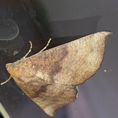 Mnesampela privata (Autumn Gum Moth) at QPRC LGA - 22 Mar 2022 by Steve_Bok