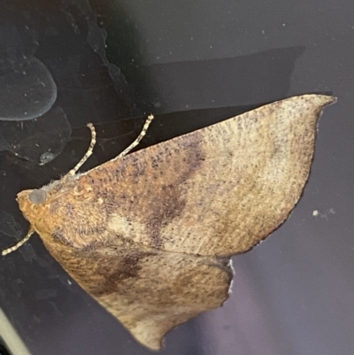 Mnesampela privata (Autumn Gum Moth) at QPRC LGA - 22 Mar 2022 by Steve_Bok