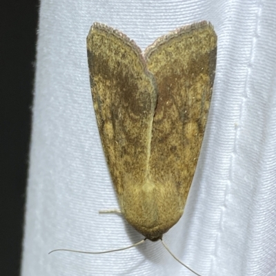 Helicoverpa (genus) (A bollworm) at Jerrabomberra, NSW - 22 Mar 2022 by Steve_Bok