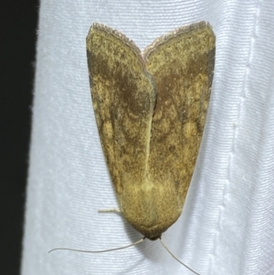 Helicoverpa (genus) at Jerrabomberra, NSW - 23 Mar 2022