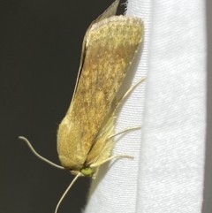 Helicoverpa (genus) at Jerrabomberra, NSW - 23 Mar 2022