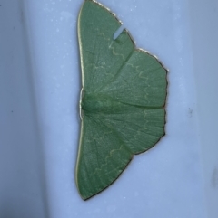 Prasinocyma semicrocea (Common Gum Emerald moth) at QPRC LGA - 22 Mar 2022 by Steve_Bok
