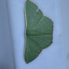 Prasinocyma semicrocea (Common Gum Emerald moth) at Jerrabomberra, NSW - 23 Mar 2022 by SteveBorkowskis