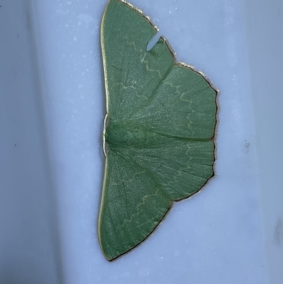 Prasinocyma semicrocea (Common Gum Emerald moth) at Jerrabomberra, NSW - 23 Mar 2022 by SteveBorkowskis