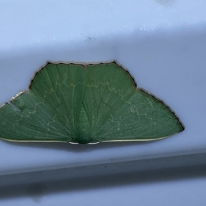 Prasinocyma semicrocea at Jerrabomberra, NSW - 23 Mar 2022