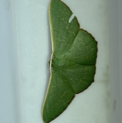 Prasinocyma semicrocea at Jerrabomberra, NSW - suppressed