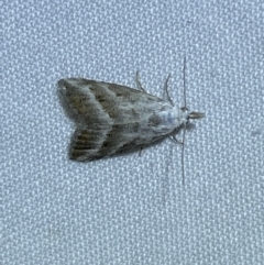 Nola paromoea (Divided Tuft-moth) at Jerrabomberra, NSW - 22 Mar 2022 by Steve_Bok