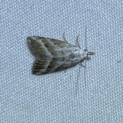 Nola paromoea (Divided Tuft-moth) at Jerrabomberra, NSW - 23 Mar 2022 by SteveBorkowskis