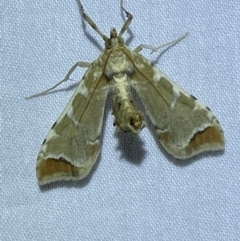 Sceliodes cordalis at Jerrabomberra, NSW - suppressed