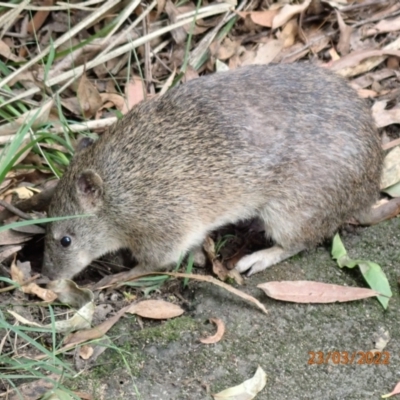 Isoodon obesulus obesulus (Southern Brown Bandicoot) at Paddys River, ACT - 23 Mar 2022 by Bugologist