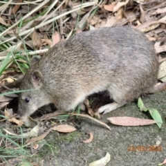 Isoodon obesulus obesulus (Southern Brown Bandicoot) at Paddys River, ACT - 23 Mar 2022 by Bugologist