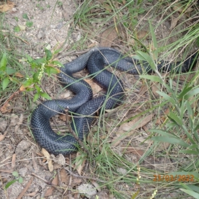 Pseudechis porphyriacus (Red-bellied Black Snake) at Paddys River, ACT - 23 Mar 2022 by Ozflyfisher