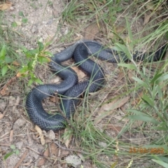 Pseudechis porphyriacus (Red-bellied Black Snake) at Paddys River, ACT - 23 Mar 2022 by Ozflyfisher