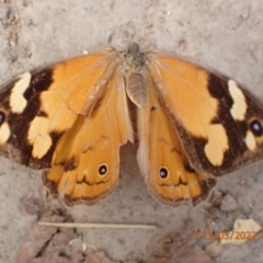 Heteronympha merope (Common Brown Butterfly) at Kowen, ACT - 23 Mar 2022 by FeralGhostbat