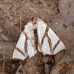 Thalaina clara (Clara's Satin Moth) at Kowen, ACT - 22 Mar 2022 by Ozflyfisher