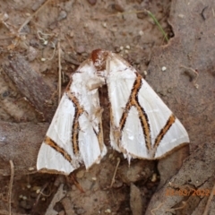 Thalaina clara (Clara's Satin Moth) at Kowen, ACT - 23 Mar 2022 by FeralGhostbat