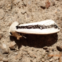 Oenosandra boisduvalii (Boisduval's Autumn Moth) at Birrigai - 23 Mar 2022 by FeralGhostbat