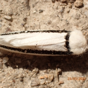 Oenosandra boisduvalii at Paddys River, ACT - 23 Mar 2022 12:17 PM