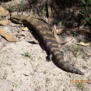 Tiliqua scincoides scincoides at Paddys River, ACT - 23 Mar 2022 12:02 PM